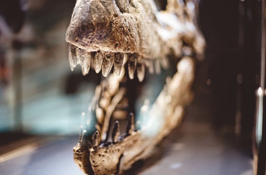  Умный динозавр: ученые открыли новые способности древнего динозавра 