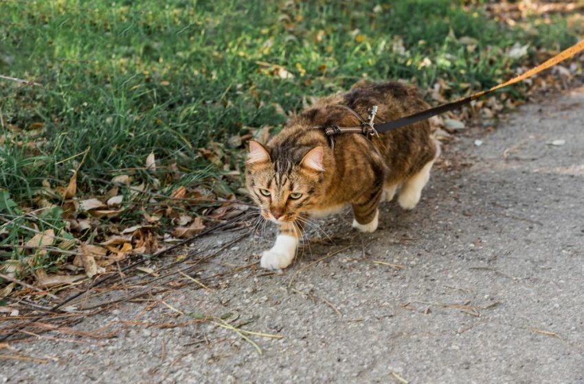  Кот, который гуляет не сам по себе